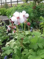 2013-06-02 Storchschnabel.webp