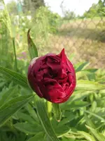 2013-06-02 Pfingstrose 1.webp