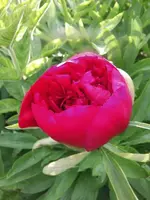2013-06-01 Pfingstrose 2.webp