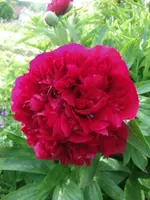 2013-06-01 Pfingstrose 3.webp