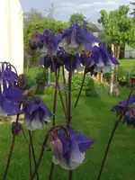 2013-06-02-Akelei blau_weiß.webp