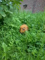 Ernie29_5_13.webp