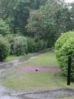Regen.webp