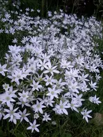 MilchsternI29_5_13.webp