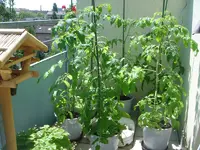 Tomaten1.webp
