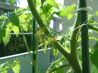 Tomaten2.webp