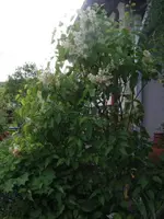 2013-06-02 Flieder weiß1.webp