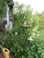 2013-06-02 Flieder weiß2.webp