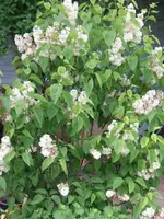2013-06-02 Flieder weiß3.webp