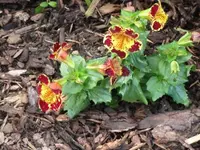 008.webp