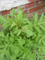 DSCN2088.webp