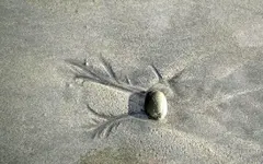 Copy of IMG_5129v.webp