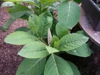 20130602_204750.webp