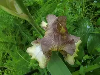 CIMG5224.webp