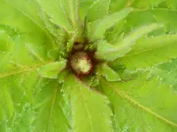 DSCN2120.webp