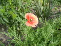 DSCN2121.webp