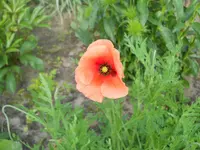 DSCN2122.webp