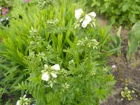DSCN2123.webp