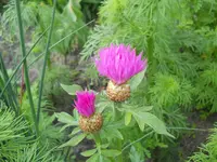 DSCN2124.webp