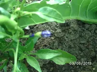 Verhütet Blüte.webp