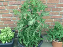 Harzfeuer.webp