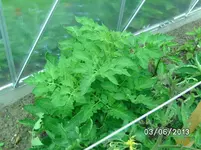San Marzano.webp
