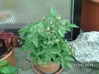 Tiny Tim.webp