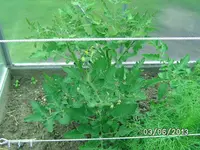White Cherry.webp