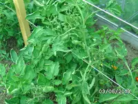 Tomatendschungel.webp