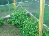 Tomatendschungel (2).webp