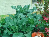 Hochbeet (2).webp