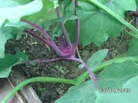 Kohlrabi.webp