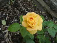 CIMG5308.webp
