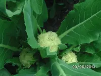 Staudenblumenkohl.webp