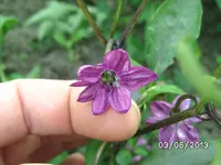 Chiliblüte.webp