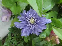 CIMG5319.webp