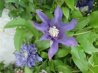 CIMG5320.webp