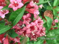 Blüten.webp