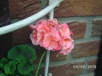 Blüten (2).webp