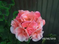 Blüten (3).webp