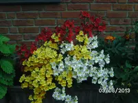 Blüten (4).webp
