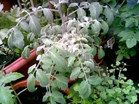 Fuzzy Juni 2013.webp