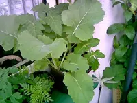 Kohlrabi i.Tomate.webp
