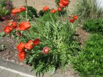 Mohn_1_IMG_0285.JPG