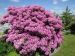 Rhododendron_1_IMG_0295.JPG