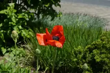 Mohn_1_DSC07039.webp
