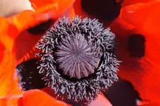 Mohn_2_DSC07042.webp