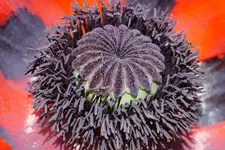 Mohn_3_DSC07046.webp