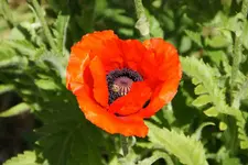 Mohn_4_DSC06350.webp