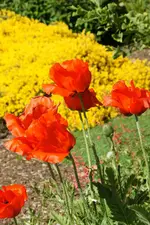 Mohn_5_DSC06356.webp